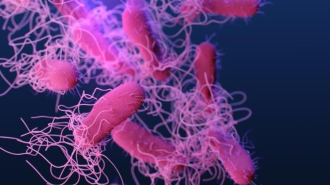 Salmonella Contaminated With Tomatoes